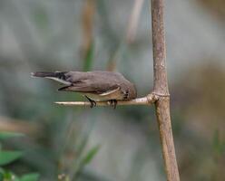 oiseau la photographie, oiseau image, plus magnifique oiseau la photographie, la nature la photographie photo