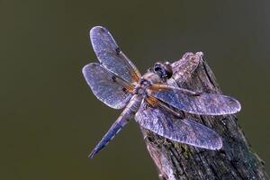 libellule la photographie, fermer coup de une libellule dans le Naturel environnement photo