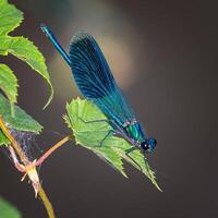 libellule la photographie, fermer coup de une libellule dans le Naturel environnement photo