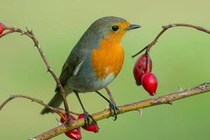 oiseau la photographie, oiseau image, plus magnifique oiseau la photographie, la nature la photographie photo