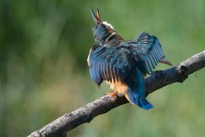 oiseau la photographie, oiseau image, plus magnifique oiseau la photographie, la nature la photographie photo