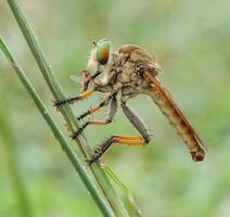 libellule la photographie, fermer coup de une libellule dans le Naturel environnement photo