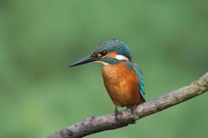 oiseau la photographie, oiseau image, plus magnifique oiseau la photographie, la nature la photographie photo