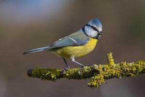 oiseau la photographie, oiseau image, plus magnifique oiseau la photographie, la nature la photographie photo