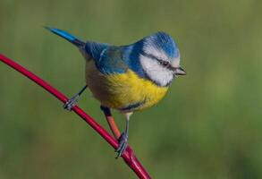 oiseau la photographie, oiseau image, plus magnifique oiseau la photographie, la nature la photographie photo