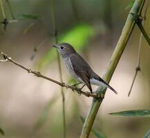 oiseau la photographie, oiseau image, plus magnifique oiseau la photographie, la nature la photographie photo