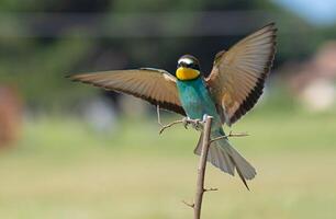 oiseau la photographie, oiseau image, plus magnifique oiseau la photographie, la nature la photographie photo