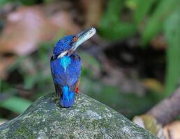 oiseau la photographie, oiseau image, plus magnifique oiseau la photographie, la nature la photographie photo