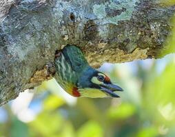 oiseau la photographie, oiseau image, plus magnifique oiseau la photographie, la nature la photographie photo