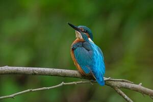 oiseau la photographie, oiseau image, plus magnifique oiseau la photographie, la nature la photographie photo