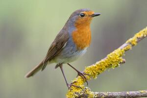 oiseau la photographie, oiseau image, plus magnifique oiseau la photographie, la nature la photographie photo