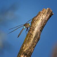 libellule la photographie, fermer coup de une libellule dans le Naturel environnement photo