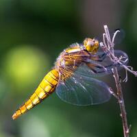 libellule la photographie, fermer coup de une libellule dans le Naturel environnement photo