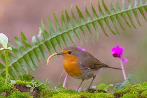 oiseau la photographie, oiseau image, plus magnifique oiseau la photographie, la nature la photographie photo