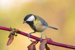 oiseau la photographie, oiseau image, plus magnifique oiseau la photographie, la nature la photographie photo