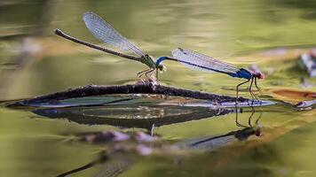 libellule la photographie, fermer coup de une libellule dans le Naturel environnement photo