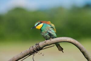 oiseau la photographie, oiseau image, plus magnifique oiseau la photographie, la nature la photographie photo