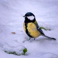 oiseau la photographie, oiseau image, plus magnifique oiseau la photographie, la nature la photographie photo