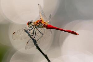 libellule la photographie, fermer coup de une libellule dans le Naturel environnement photo