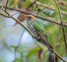 oiseau la photographie, oiseau image, plus magnifique oiseau la photographie, la nature la photographie photo