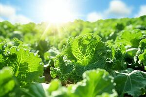 ai généré généreux récolte de Frais chou frisé grandi sur une généreux plantation en dessous de abondant ensoleillement photo