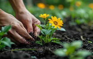 ai généré femme plantation Jaune fleur dans le jardin proche en haut photo