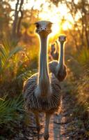 ai généré autruche famille en marchant dans le la nature photo