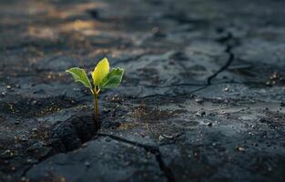 ai généré petit plante est croissance sur fissuré sol photo