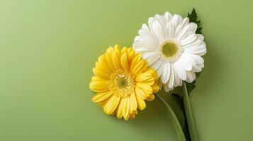 ai généré deux magnifique Jaune et blanc gerbera fleurs sur vert Contexte photo