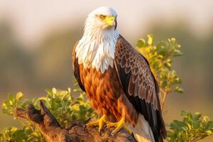 ai généré majestueux africain poisson Aigle dans ses Naturel habitat pendant un inoubliable safari expédition photo