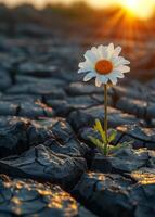 ai généré solitaire Marguerite grandit dans séché en haut vide champ. concept de environnement problèmes photo