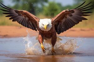 ai généré majestueux africain poisson Aigle. pêche dans une rivière dans le région sauvage pendant une safari expédition photo