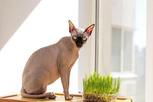 le canadien sphynx chat mange germé blé herbe pour animaux. photo