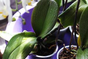 orchidées dans le mineurs dans le esprits de le maison, observateur et arrosage photo