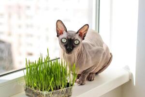 le canadien sphynx chat mange germé blé herbe pour animaux. photo