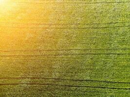 aérien vue sur vert blé champ dans campagne. champ de blé soufflant dans le vent sur le coucher du soleil. Jeune et vert épillets. oreilles de orge surgir dans la nature. agronomie, industrie et nourriture production. photo