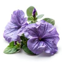 ai généré violet pétunia fleur isolé sur blanc ombre avec Contexte. violet fleur isolé. pétunia Haut vue photo