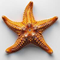 ai généré étoile de mer isolé sur blanc Contexte avec ombre. mer étoile isolé. étoile de mer Haut voir. mer étoile plat allonger photo