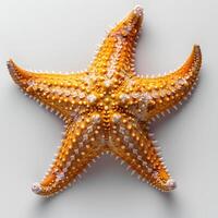 ai généré étoile de mer isolé sur blanc Contexte avec ombre. mer étoile isolé. étoile de mer Haut voir. mer étoile plat allonger photo