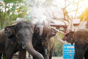 Jeune l'éléphant profiter lui-même et éclabousser l'eau dans la Thaïlande Songkran festival. photo