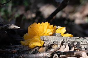 gelée champignons dans le forêt. sorcière beurre. dacrymyces chrysosperme. Burdur, Turquie photo