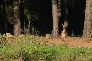 une femelle jachère cerf à la recherche par le forêt photo