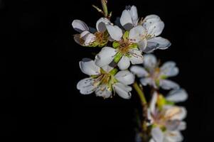 le fleur de le amande arbre cette fleurit dans printemps. fermer tir. photo