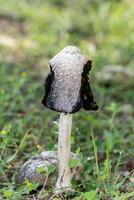 hirsute encrier champignon. coprin comatus. Burdur, dinde. photo