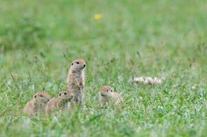 une groupe de curieuse sol écureuil chiots dans le herbe. mignonne marrant animal sol écureuil. vert la nature Contexte. photo