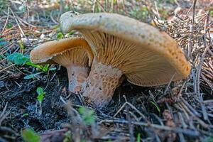 le champignon des stands en dehors dans le des bois. photo