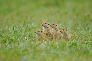 curieuse sol écureuil poussins en train de regarder le vert herbe. photo