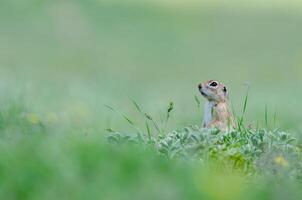 sol écureuil dans le herbe. mignonne marrant animal sol écureuil. vert la nature Contexte. photo