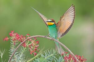 européen mangeur d'abeilles, merops apiaster, avec ailes diffuser. vert Contexte. coloré des oiseaux. photo