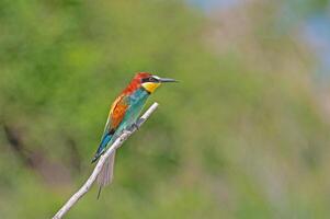 européen les guêpiers, merops apiaster sur le branche. vert Contexte. coloré des oiseaux. photo